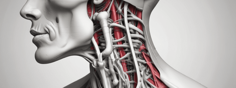 Anatomy of Hyoid Muscles