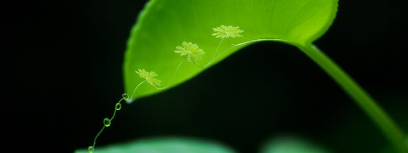 Life Span of Living Things and Plants