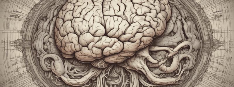 Brain Anatomy: Right Hemisphere