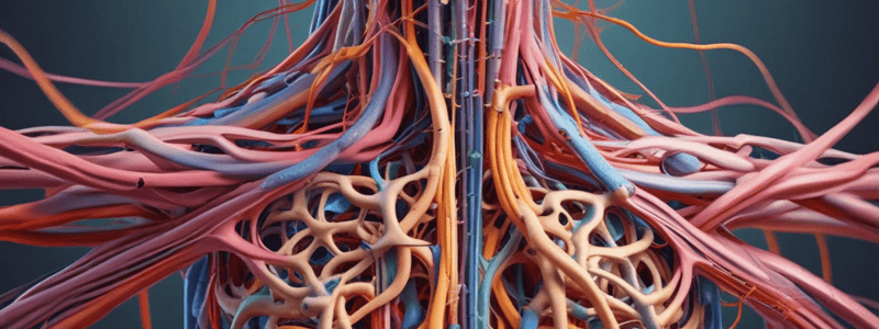 Intercostal Nerves Origin, Course, and Termination