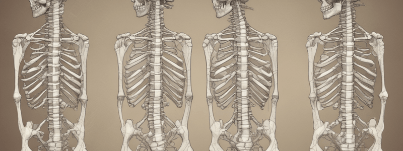 Anatomy of Lumbar Vertebrae