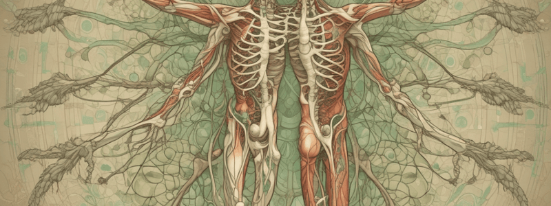 Lymphatic System Glossary