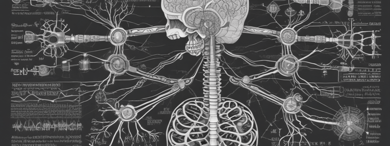 The Ultimate Nervous System Anatomy and Function Quiz