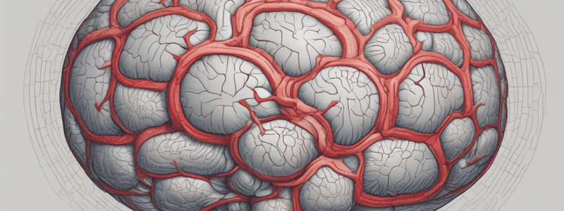 Anatomía del SNC: Meninges