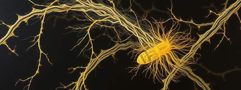 Cytoskeleton and Intermediate Filaments