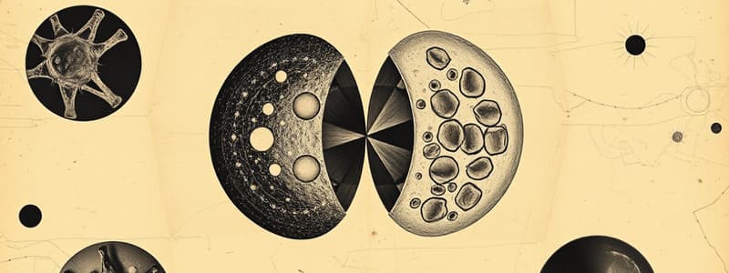 Cell Cycle: M Phase Flashcards