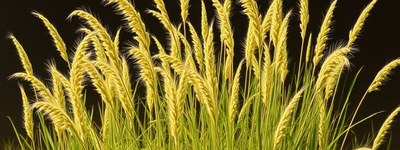 Eragrostis tef: Cultivation and Uses