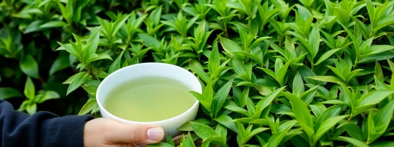 Green and Black Tea production