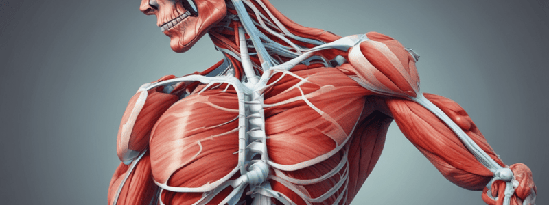 Skeletal Muscles: Structure and Function