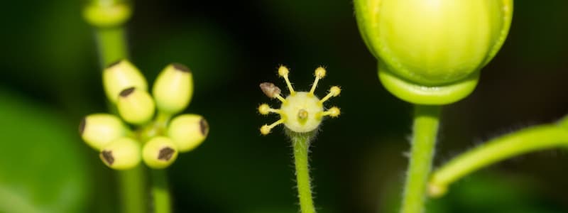 Quiz sobre Plantas e Seus Compostos