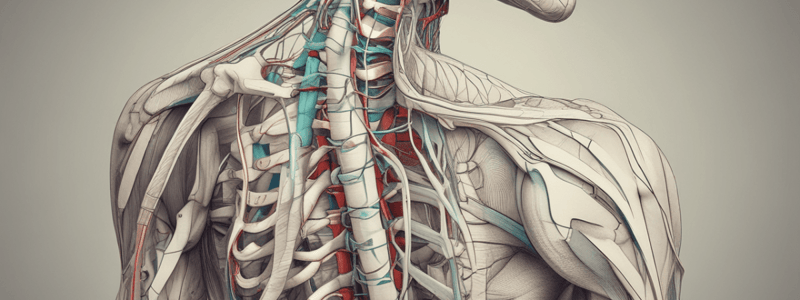 Innervation of Extrinsic Back Muscles and Skin