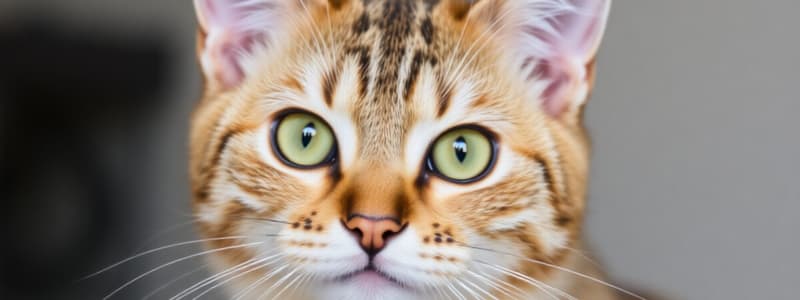 Soins des animaux: Chats et leurs besoins