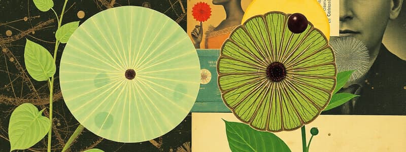 Photosynthesis Overview and Mechanisms