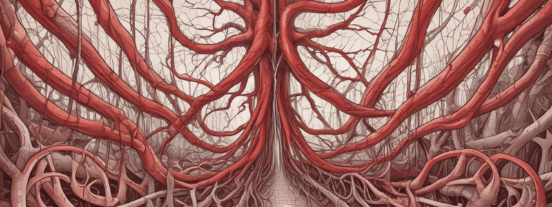 Major Blood Vessels