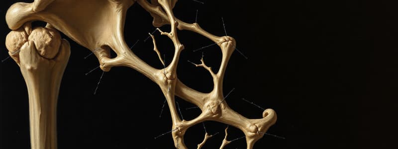 Connective Tissue: Cartilage and Bone