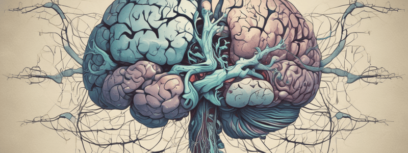 Brain & Nervous System: Ventricular System & Dural Venous Sinuses