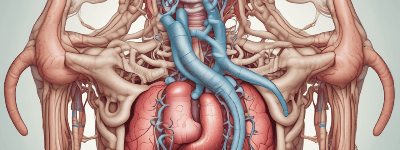 Digestive System Anatomy