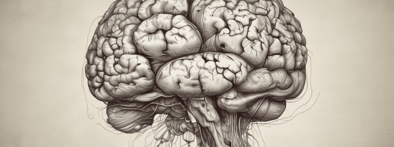 Brain Structure and Functions