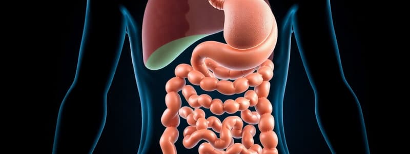 Digestive System Overview and Types