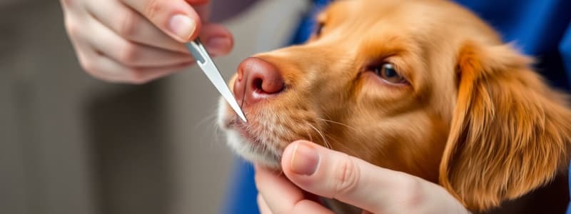 Veterinary Nursing: Nail Trimming