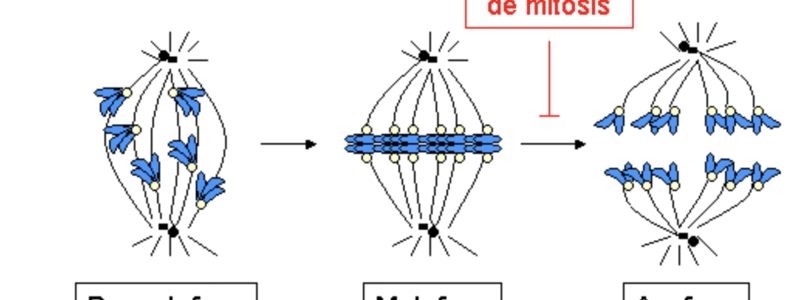 19. Quiz Salud OMS a etiología 1 a 4