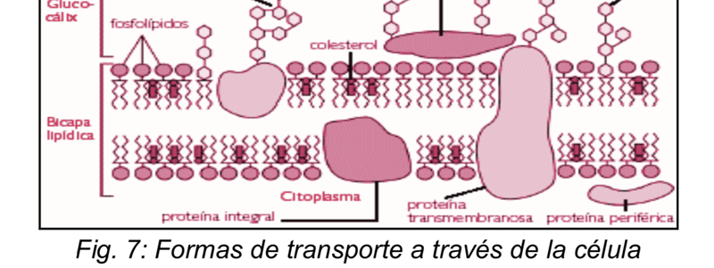 5. Quiz transcripción a ciclo celular 61 a72