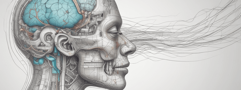 Olfactory Pathways: Course and Structure