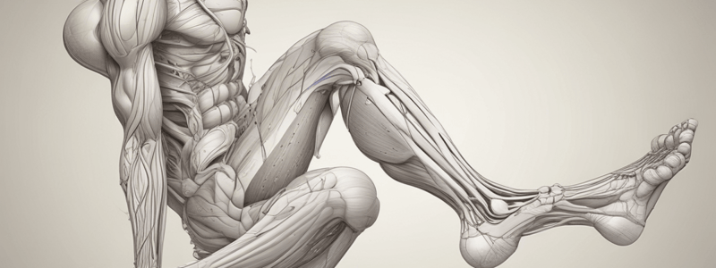 Anatomy of the Lower Limb Quiz