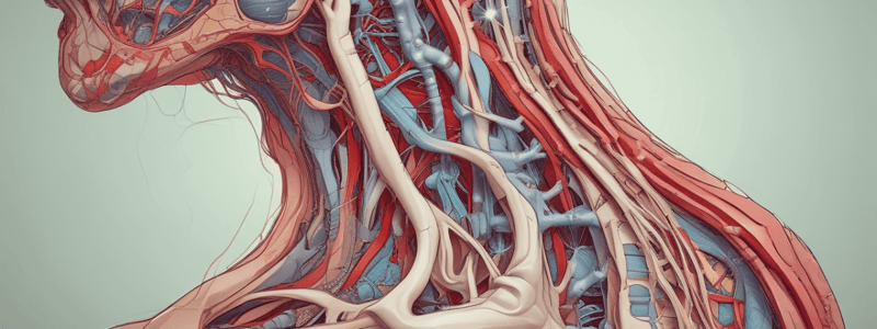 Human Anatomy - Arteries and Nerves Terminology