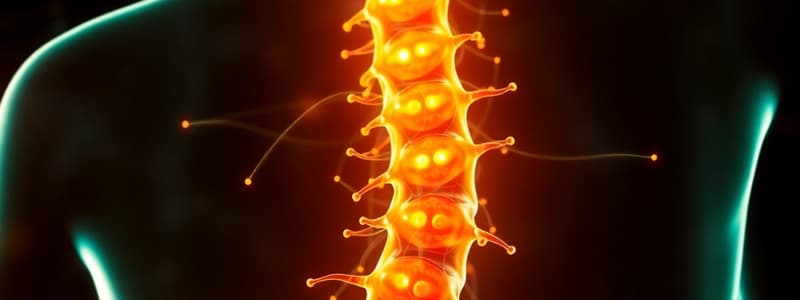 Pain Modulation in the Spinal Cord