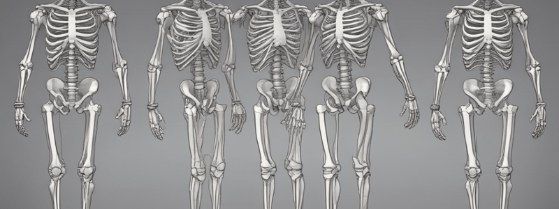 Anatomy: Lower Limb