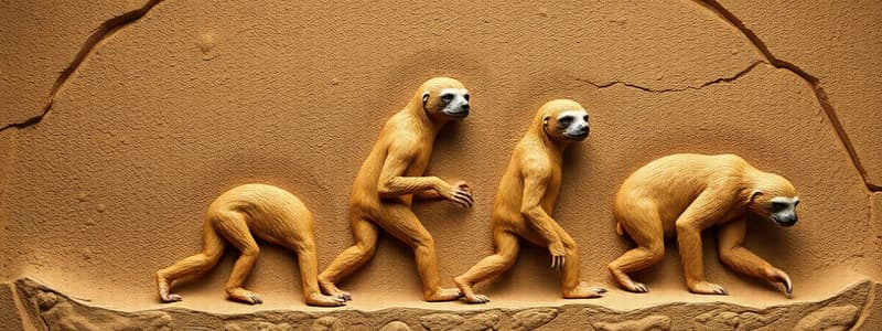 Evolution of Sloths