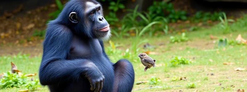 Chimpanzee Territorial Behavior Study