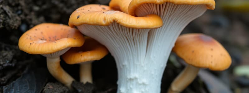 Fungi Reproduction and Ecology