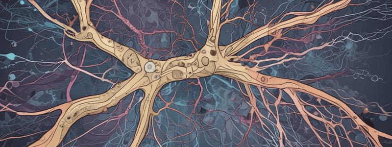 Neurotransmitters and Their Functions