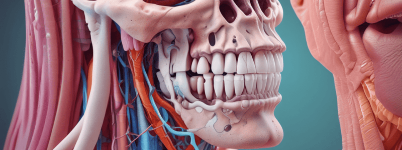 Human Anatomy: Nasal Cavity, Sinuses, and Pharynx Quiz