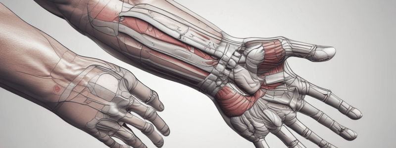 The Wrist Complex: Functions and Movements