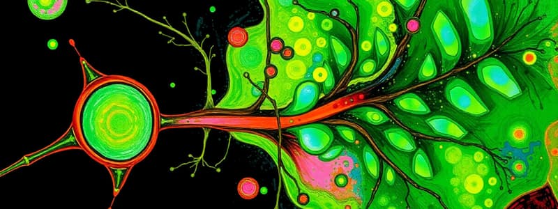 Photosynthesis and Chlorophyll Gas Exchange