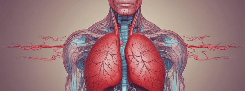 Cardiovascular Anatomy & Blood Flow Review