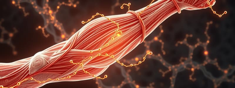 Muscle Contraction Part 3