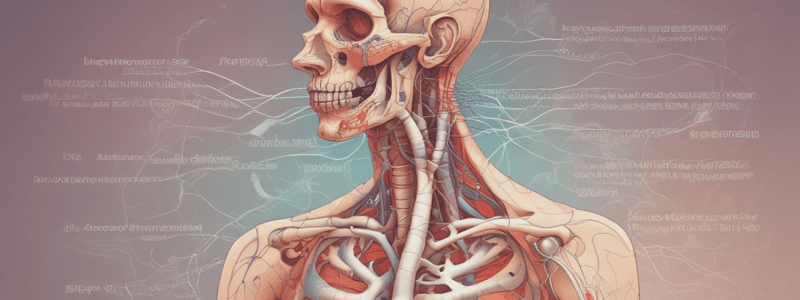 Respiratory System Anatomy