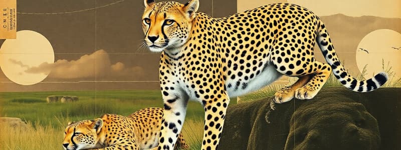 Cheetah Life Cycle Overview