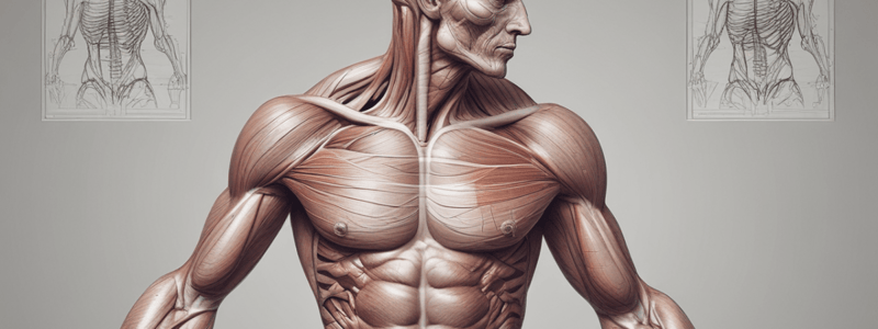 muscoli anatomia