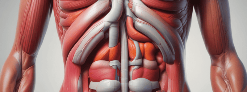 L15: Rectus Sheath Anatomy