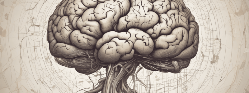 Brain Cortex Structure and Functions