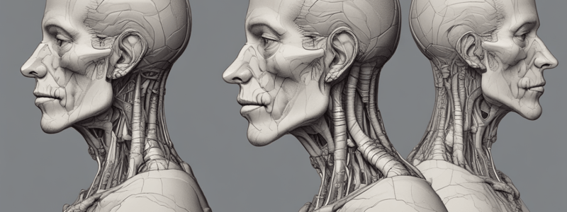 Anatomy of Head and Neck