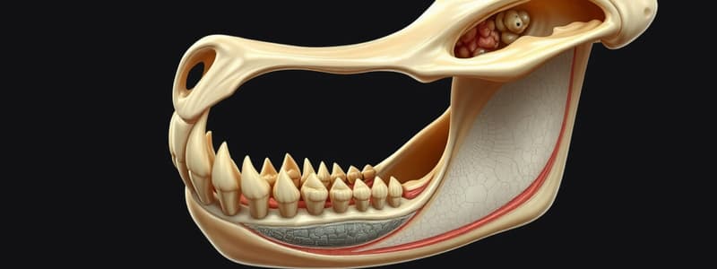 Mandible Growth and Formation