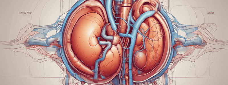 Renal System