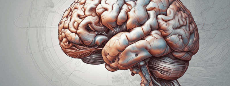 The Midbrain: Structure and Function