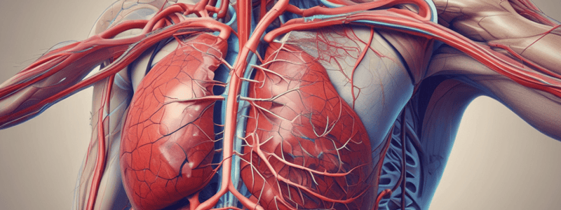 Vascular System Structure and Function Quiz